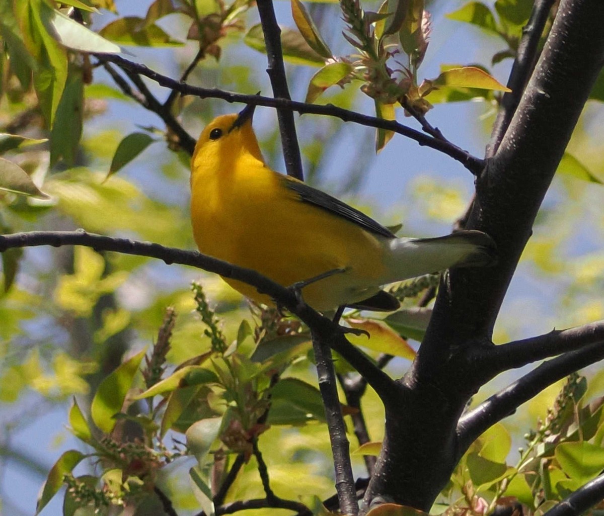 Prothonotary Warbler - ML567346831
