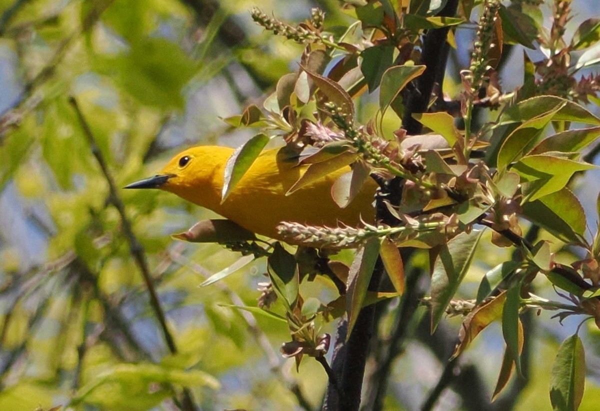 Prothonotary Warbler - ML567346841