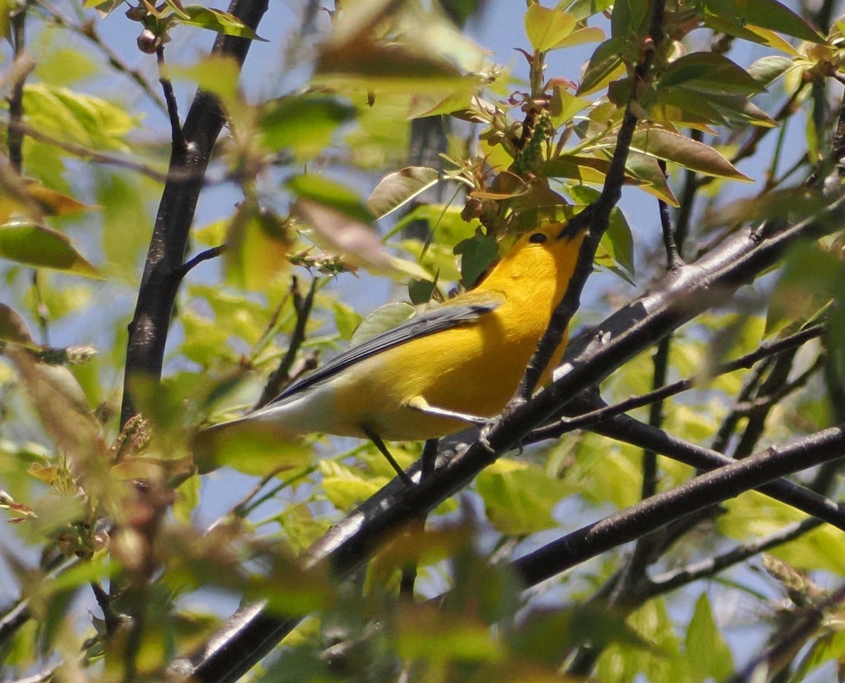 Prothonotary Warbler - ML567346851