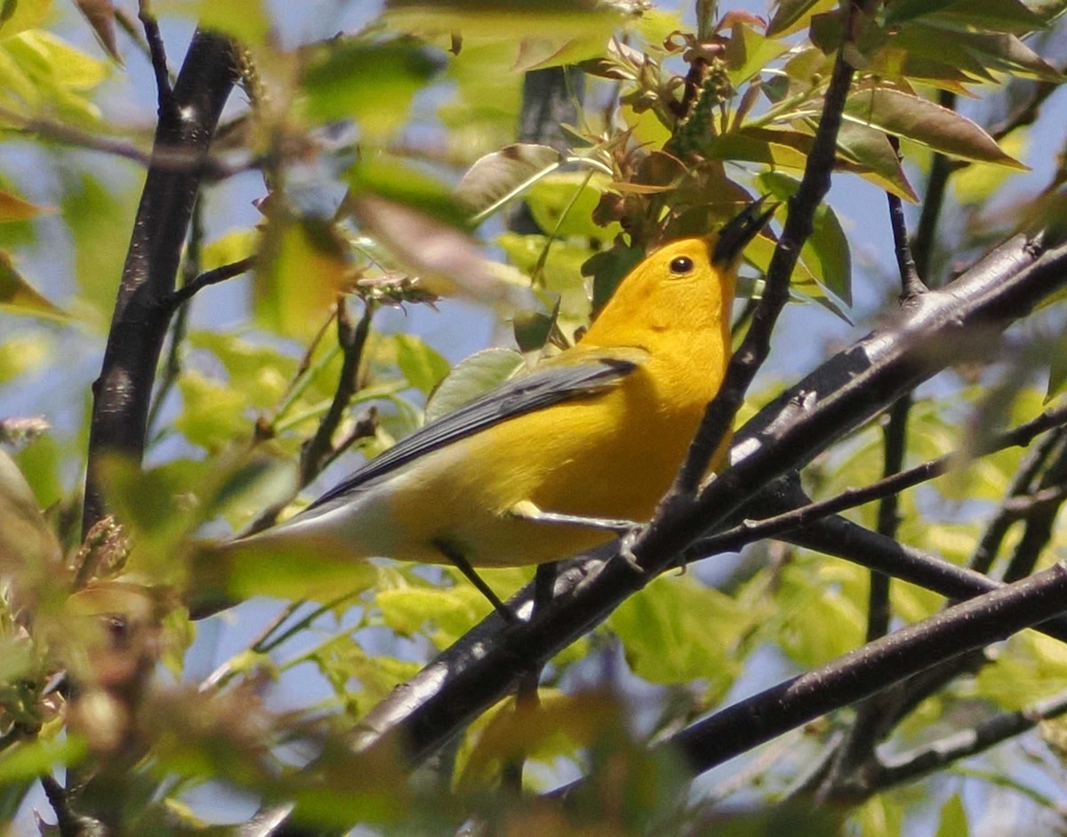 Prothonotary Warbler - ML567346861