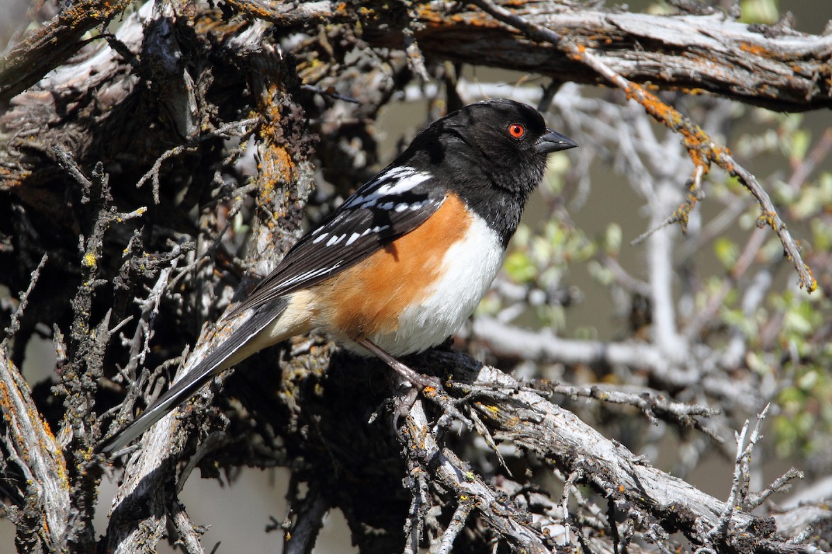 Spotted Towhee - ML56734941