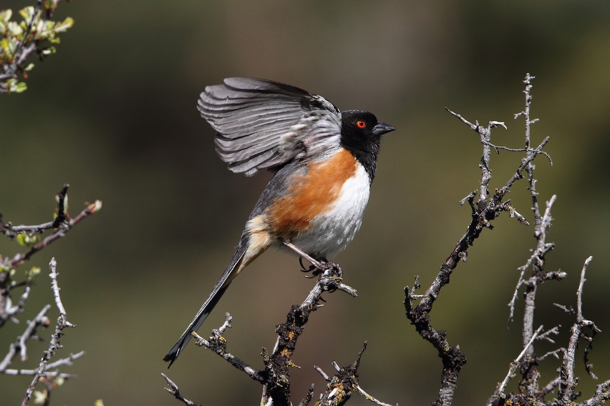 Spotted Towhee - ML56735131