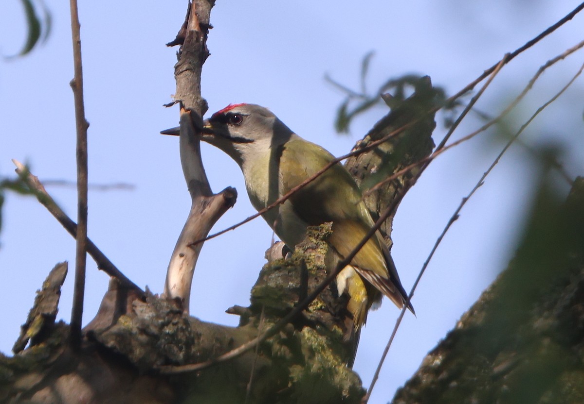 Gray-headed Woodpecker - ML567351381