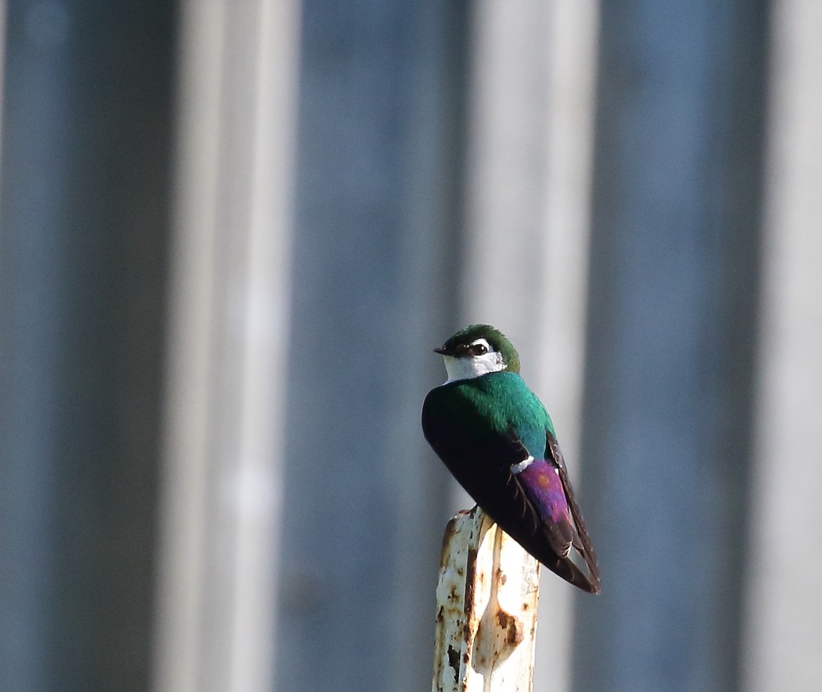 Violet-green Swallow - ML56735181