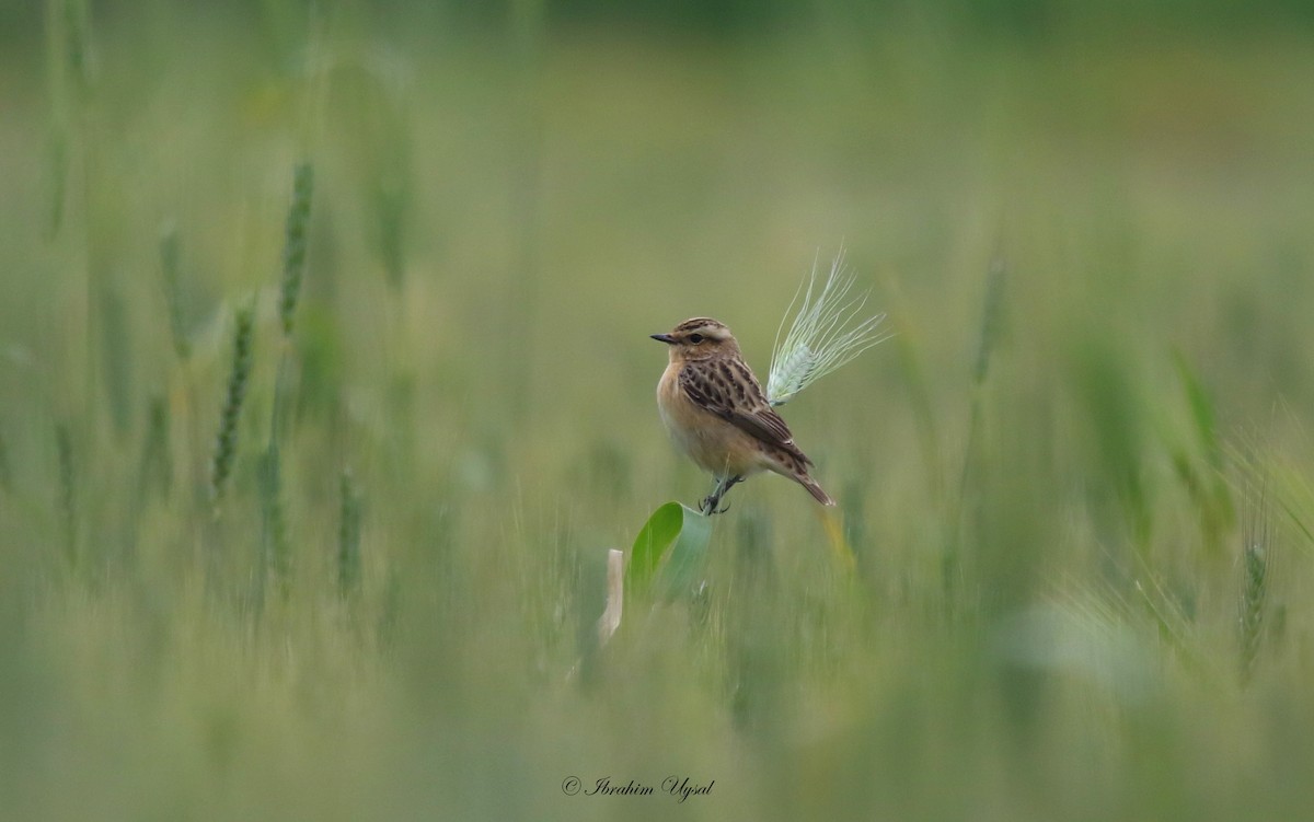 Whinchat - ML567353931