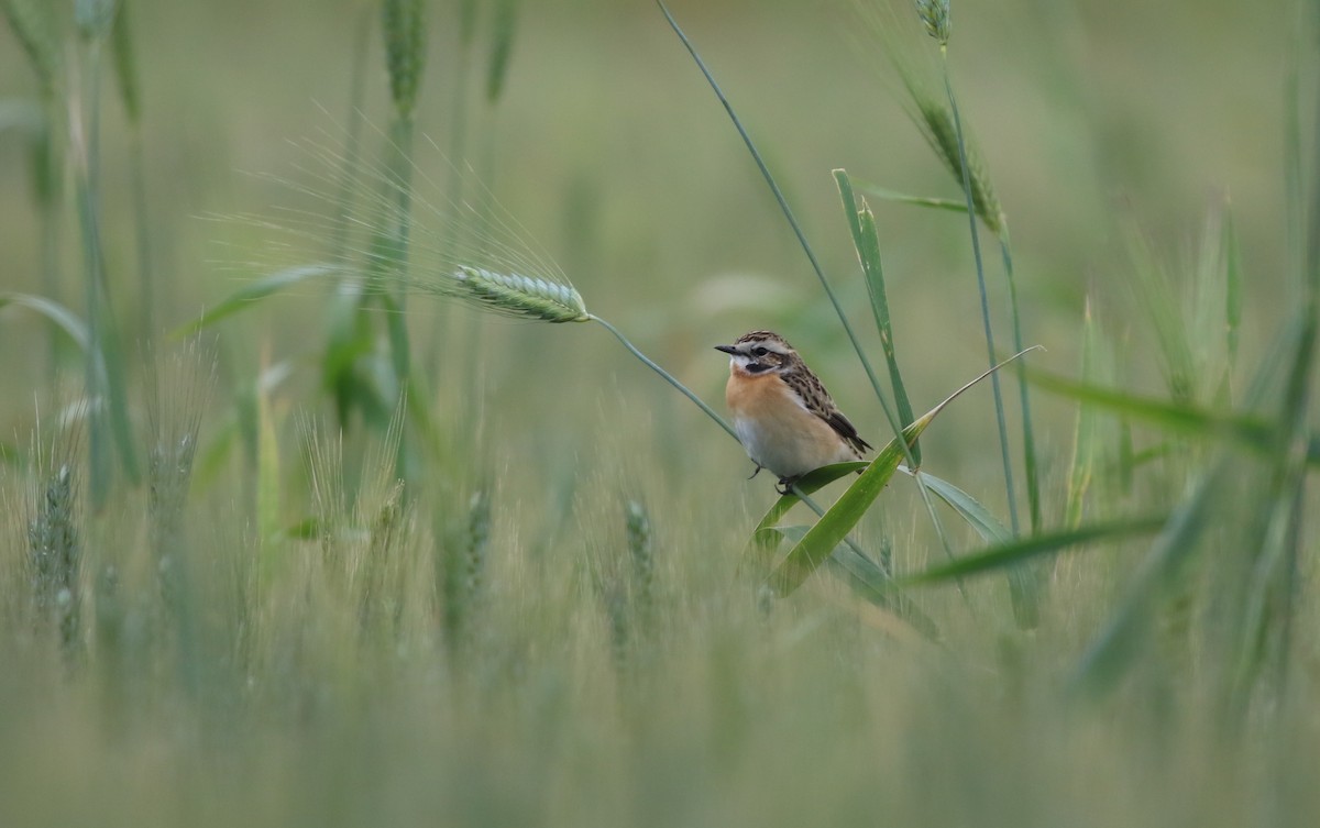 Whinchat - ML567354001