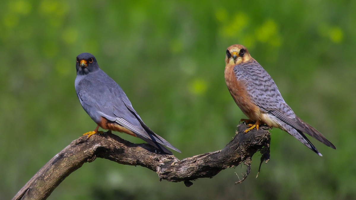 Red-footed Falcon - ML567354641