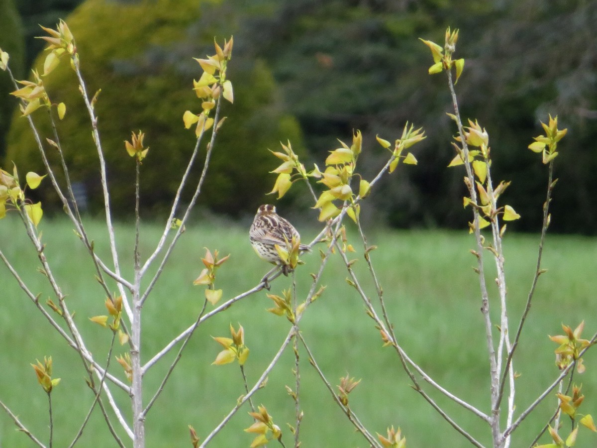 Eastern Meadowlark (Eastern) - Deb Caron