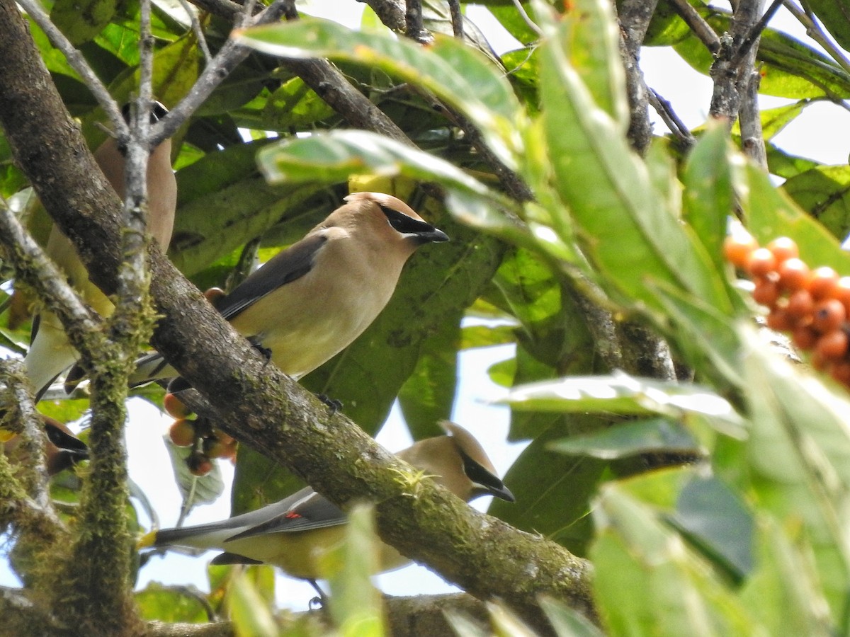 Cedar Waxwing - Fabian Torres