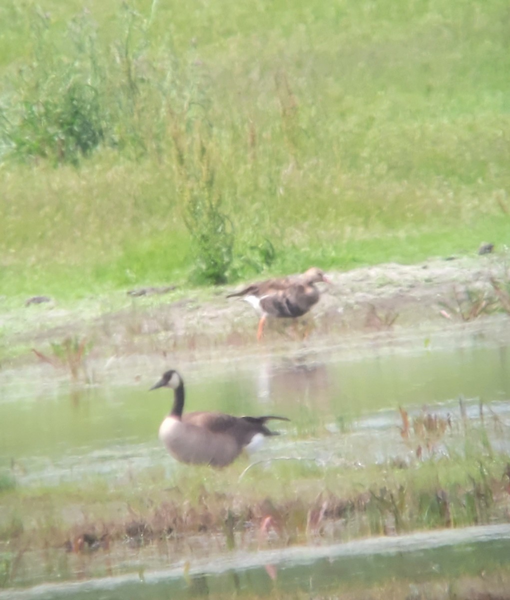 Greater White-fronted Goose - ML567356821