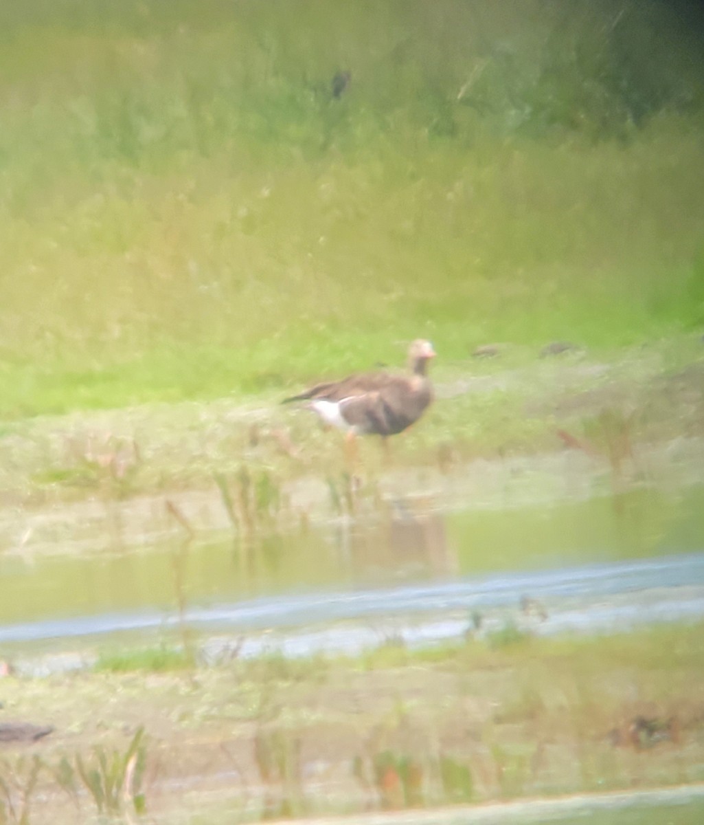 Greater White-fronted Goose - ML567356831