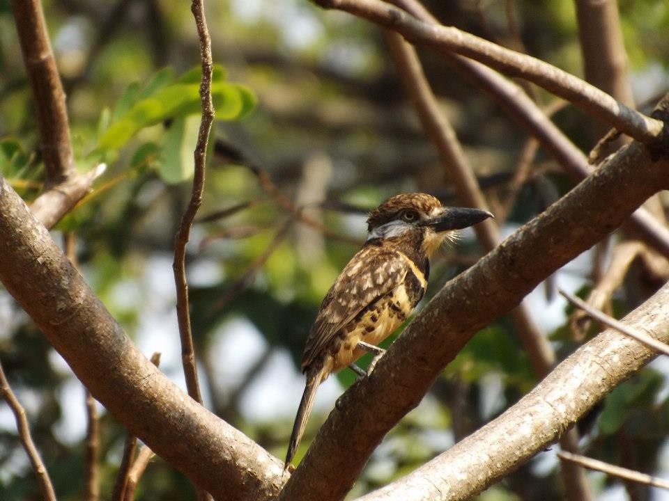 Two-banded Puffbird - ML567357911