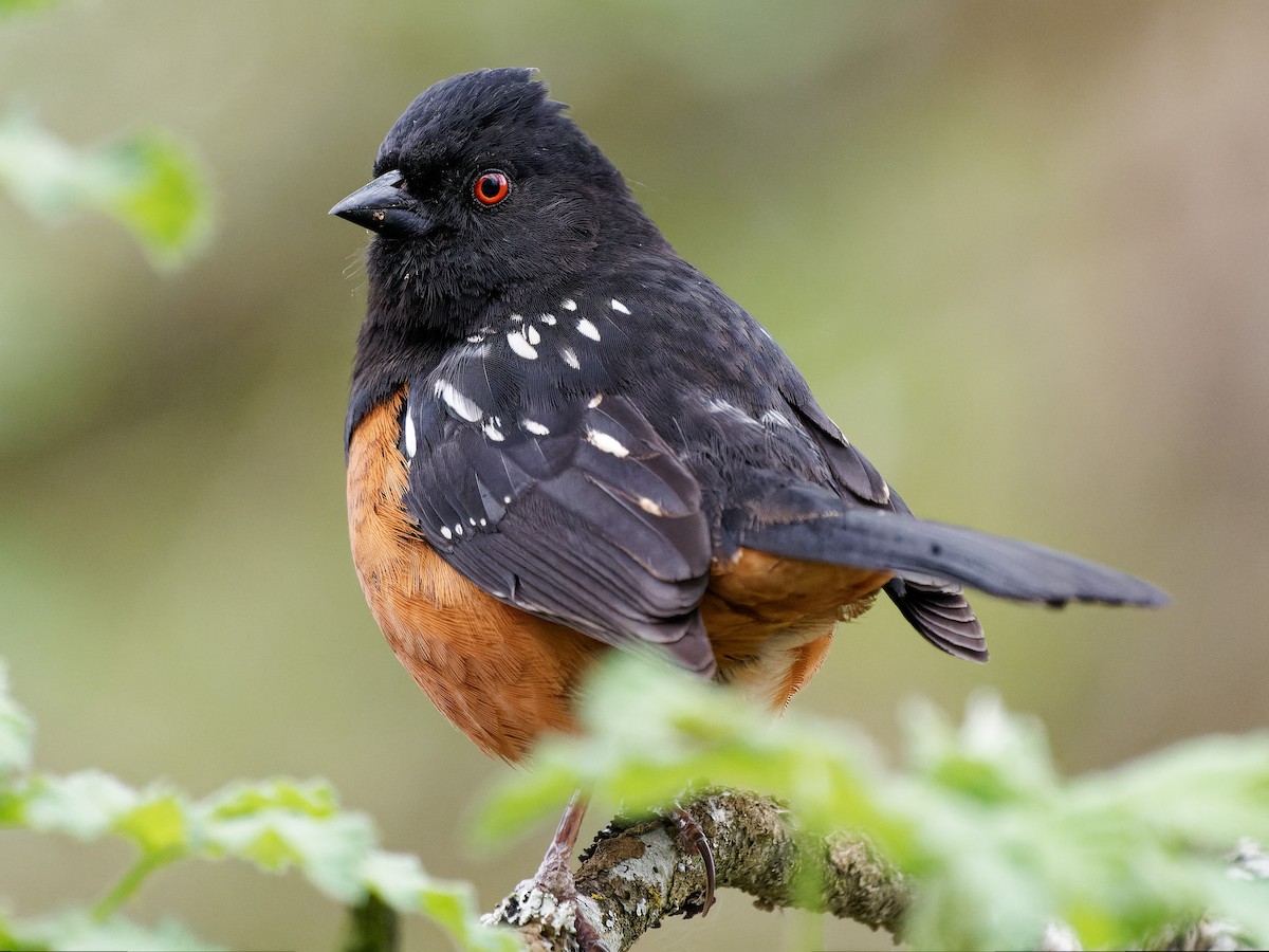 Spotted Towhee - ML567359751
