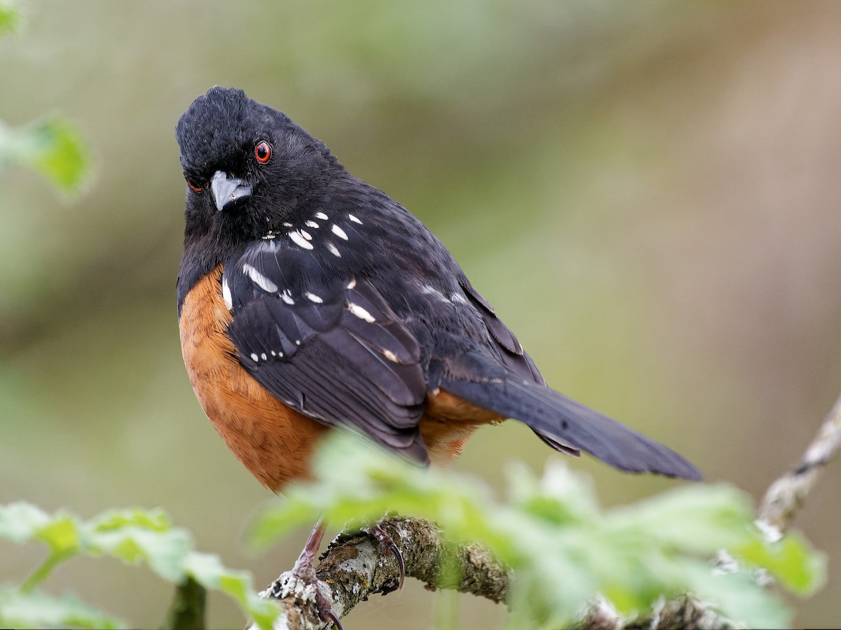 Spotted Towhee - ML567359771