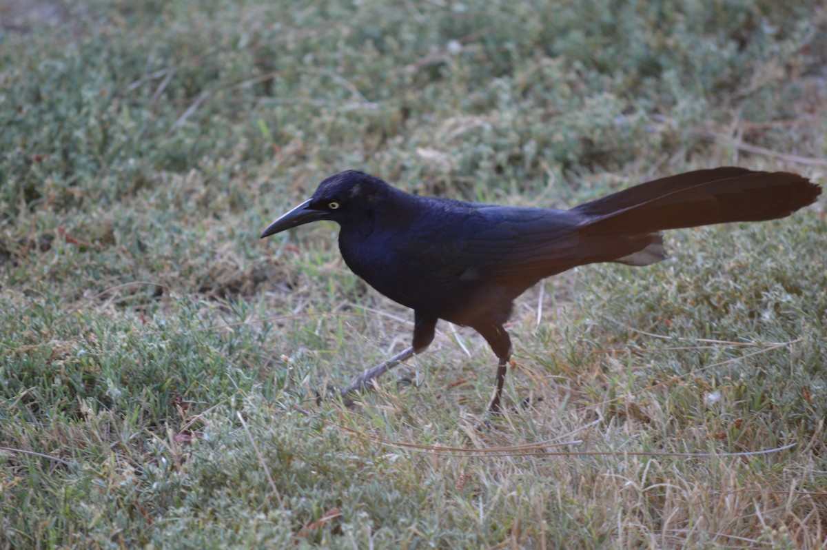 Great-tailed Grackle - Cindy Crawford