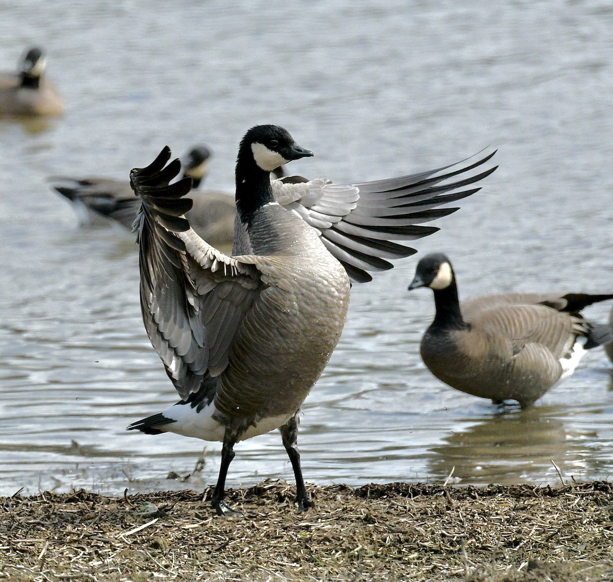 Cackling Goose - Norman Eshoo