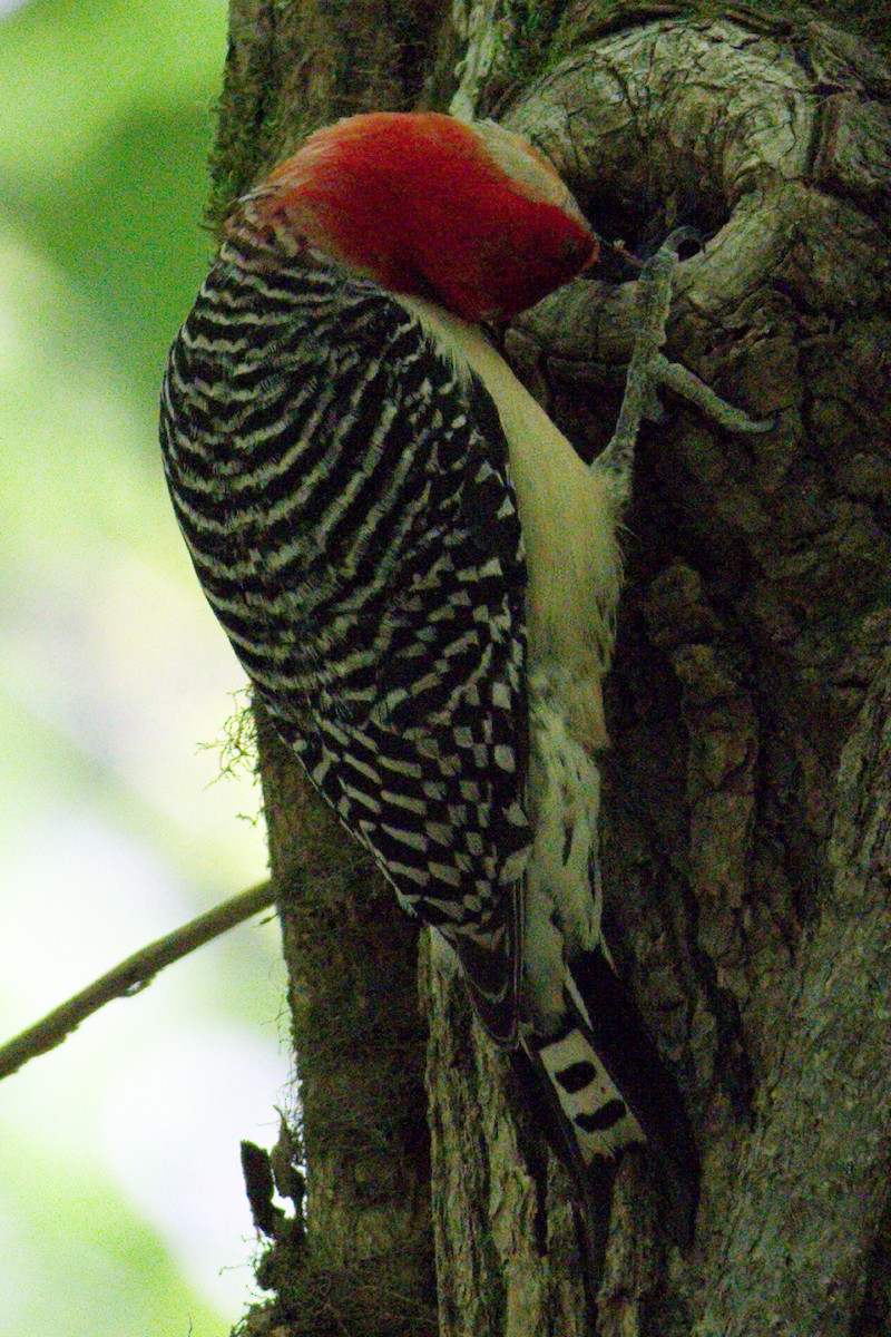 Red-bellied Woodpecker - ML567365701