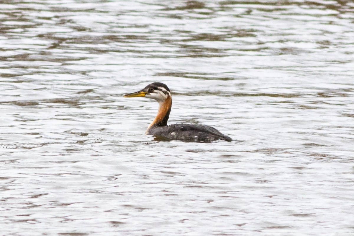 Red-necked Grebe - ML567367131