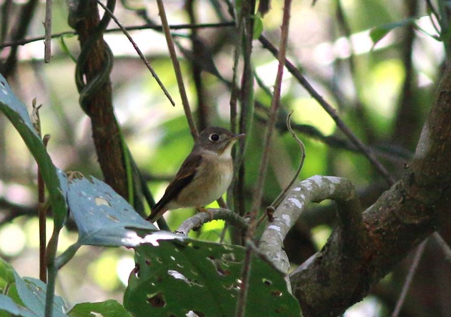 Brown-breasted Flycatcher - ML56737691
