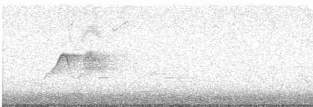 Светлобрюхий фиби - ML567380631