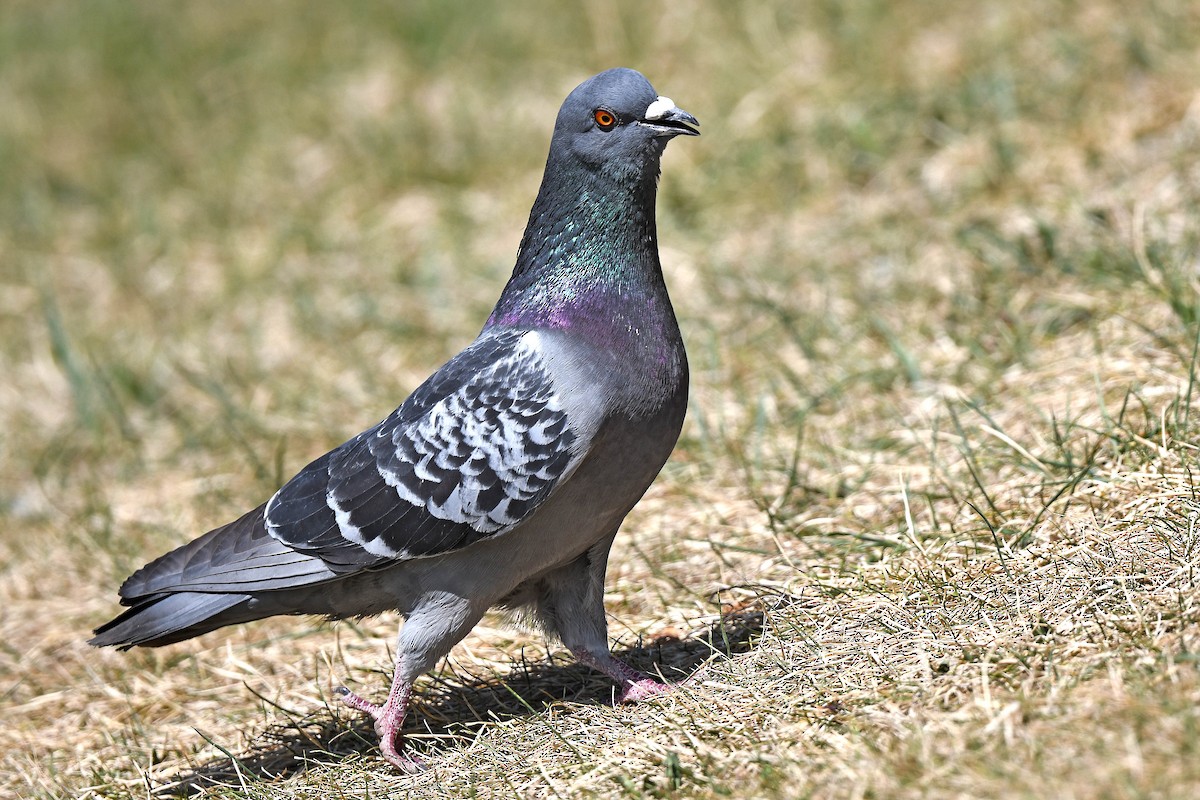 eBird Checklist 5 May 2023 Sherwood Park—Woodbridge Farms 22 species