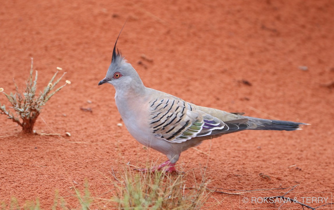 Crested Pigeon - ML56739051