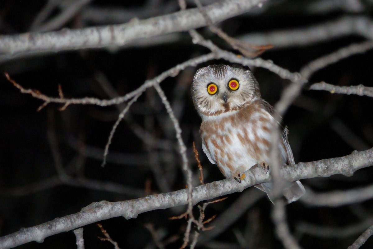 Northern Saw-whet Owl - Merle Nisly