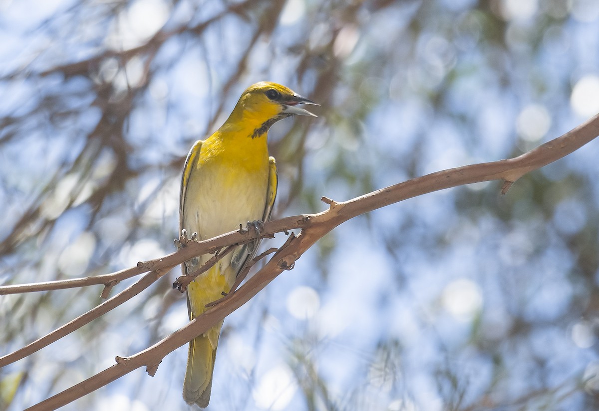 Bullock's Oriole - Jerry Ting