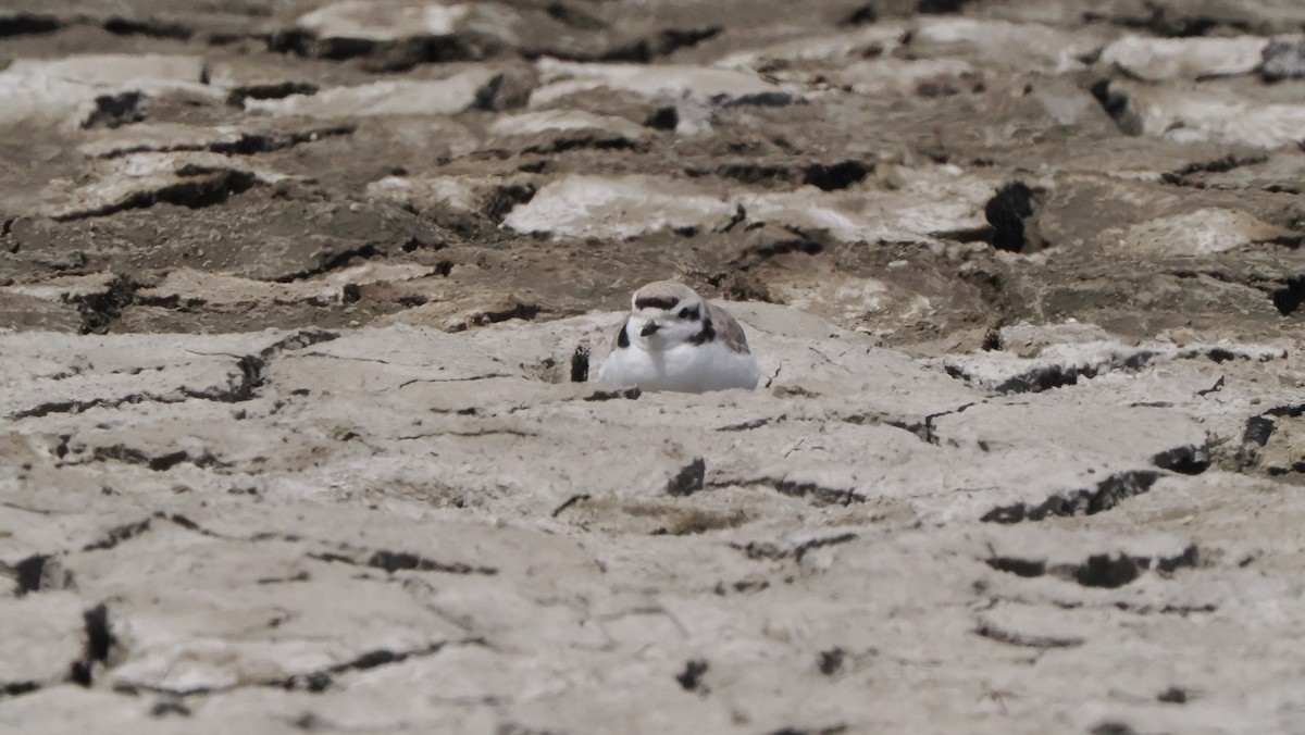 Snowy Plover - Mike Grant