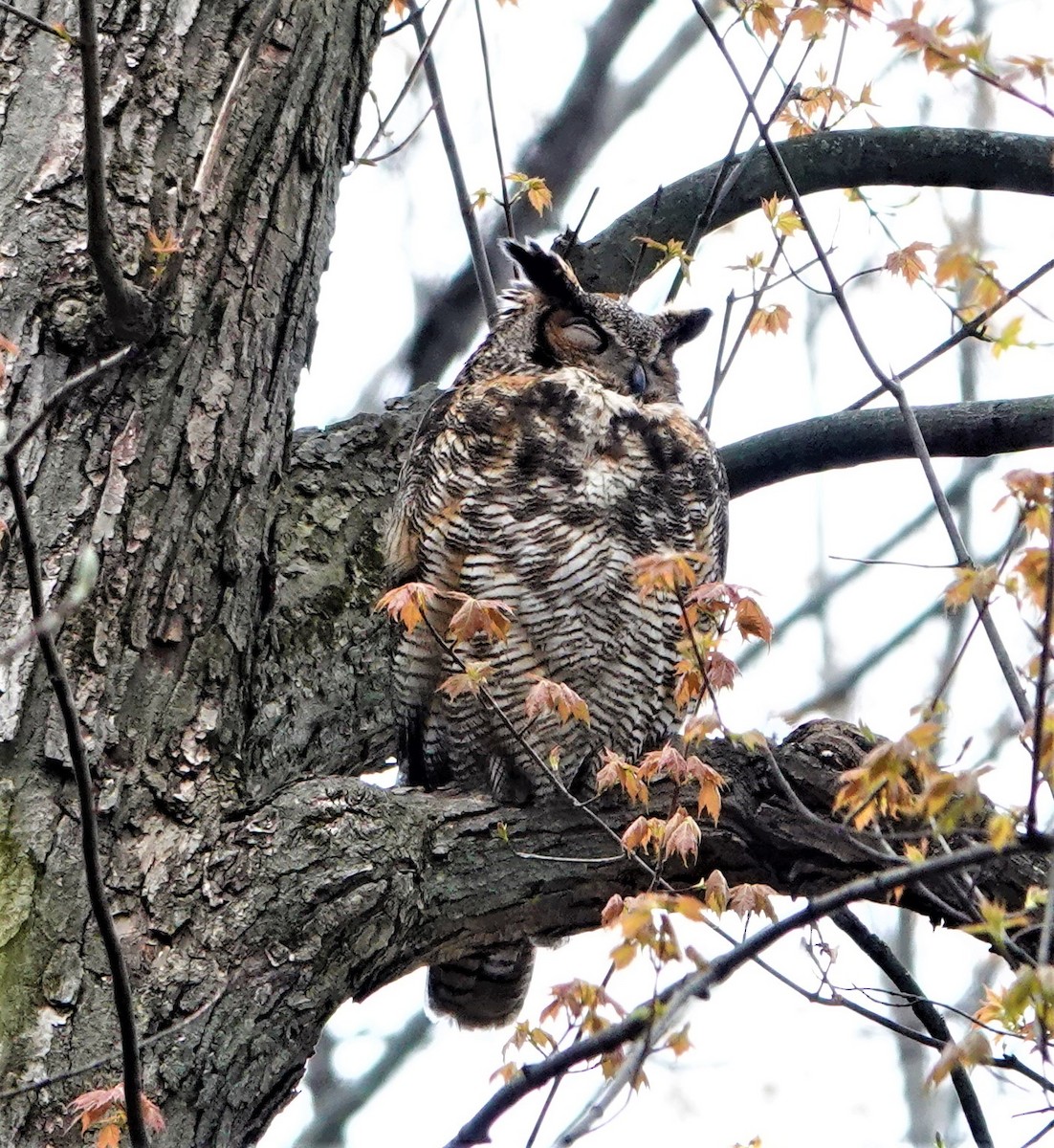 Great Horned Owl - Larry Winberry
