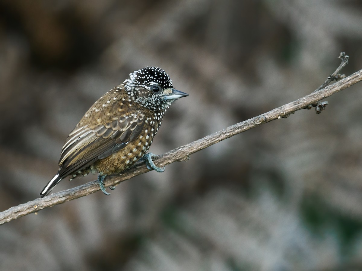 Spotted Piculet - Nick Athanas