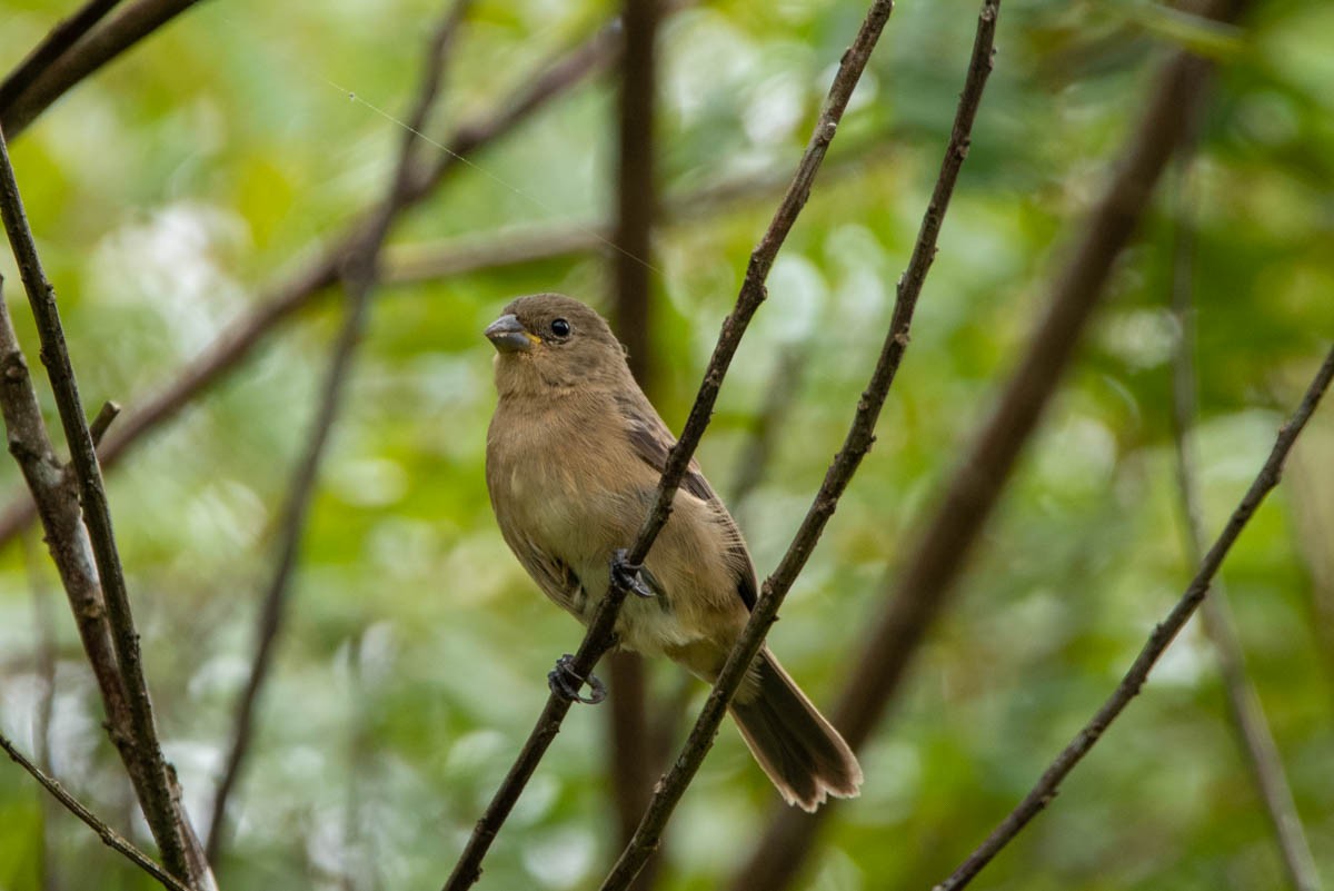 Double-collared Seedeater - ML567403191
