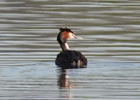 Great Crested Grebe - ML567403941