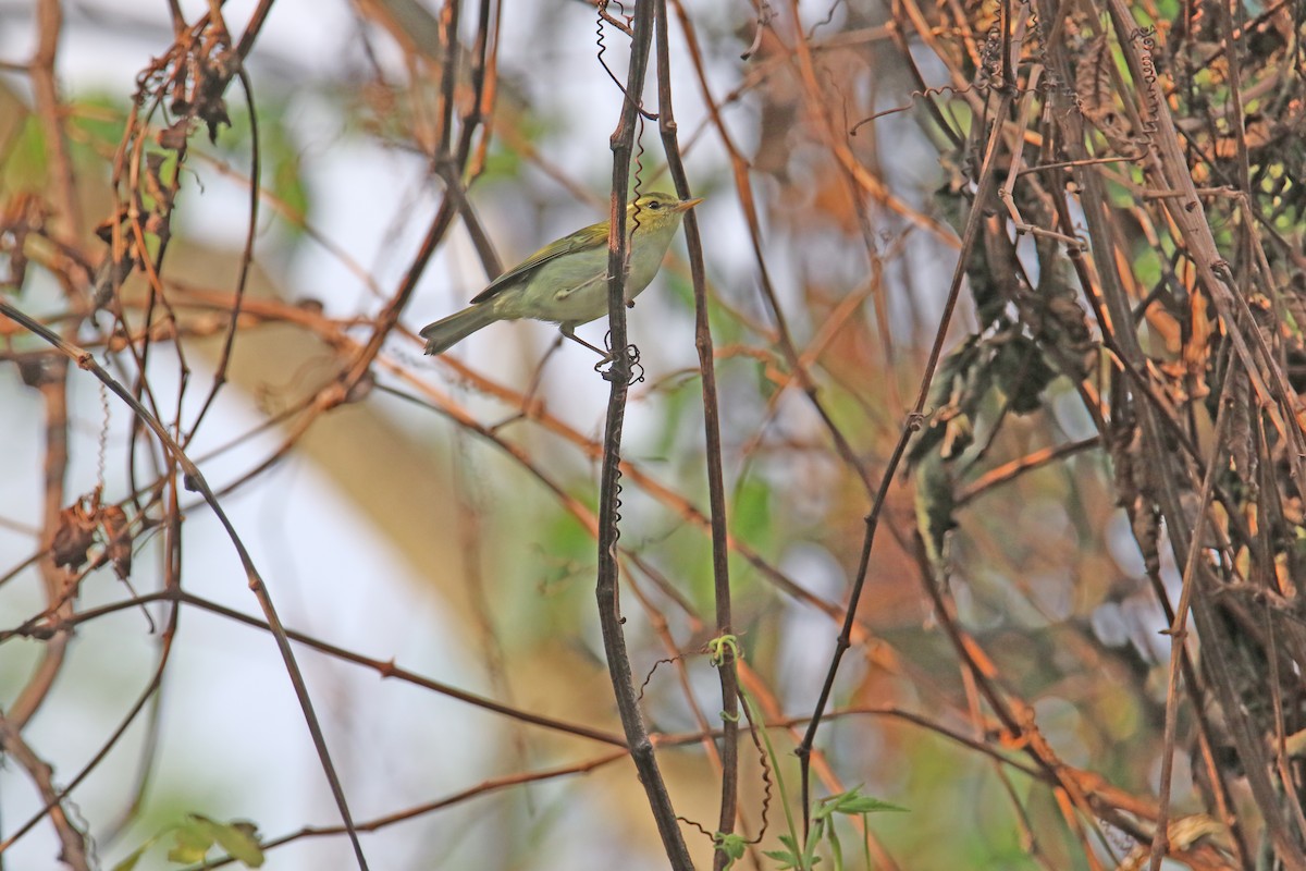 Davison's Leaf Warbler - Kuang-Ping Yu