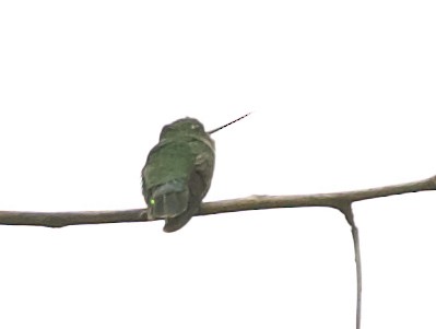 kolibřík zelenočelý - ML567407921