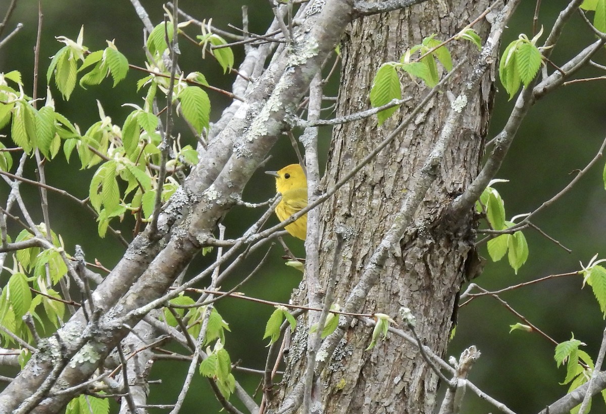 Yellow Warbler - Barb Stone