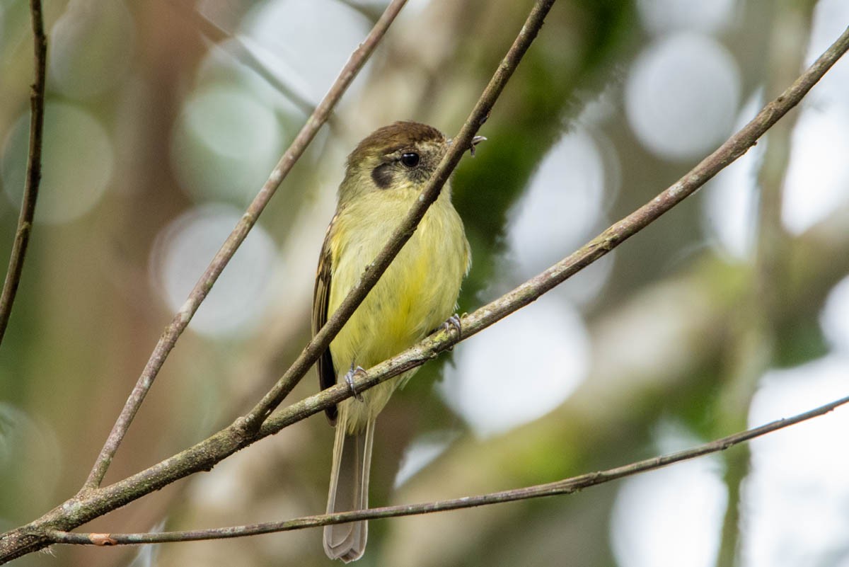 Sepia-capped Flycatcher - ML567408291