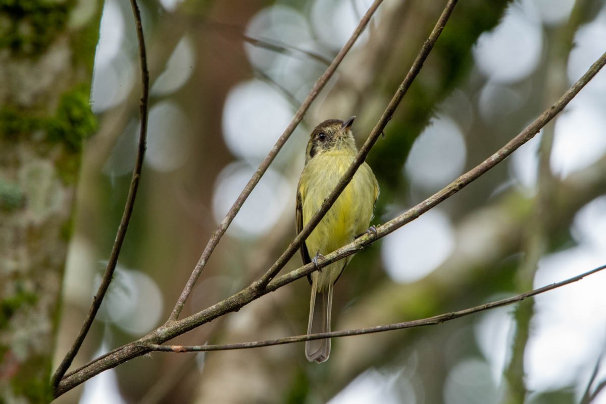 Sepia-capped Flycatcher - ML567408301