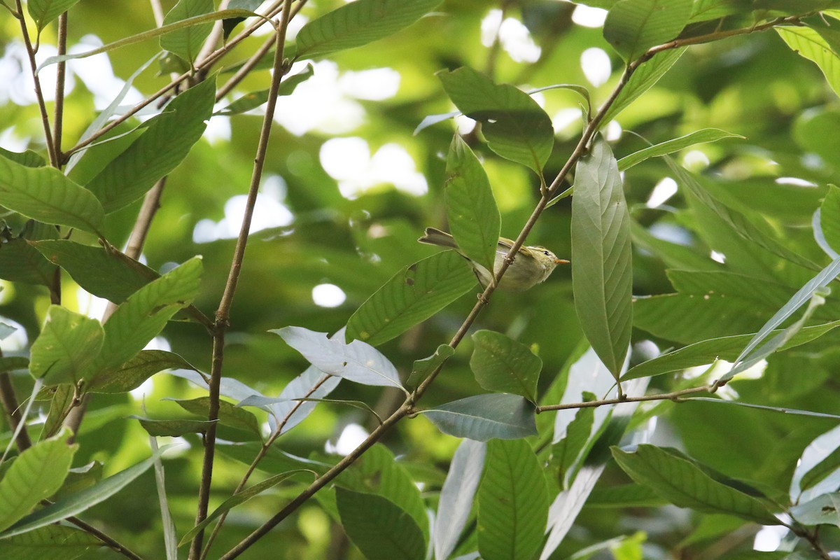 Kloss's Leaf Warbler - ML567409111