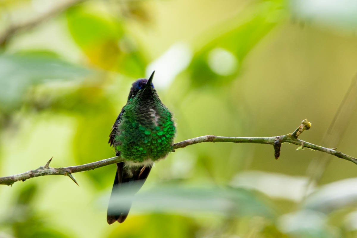kolibřík fialovotemenný - ML567409491