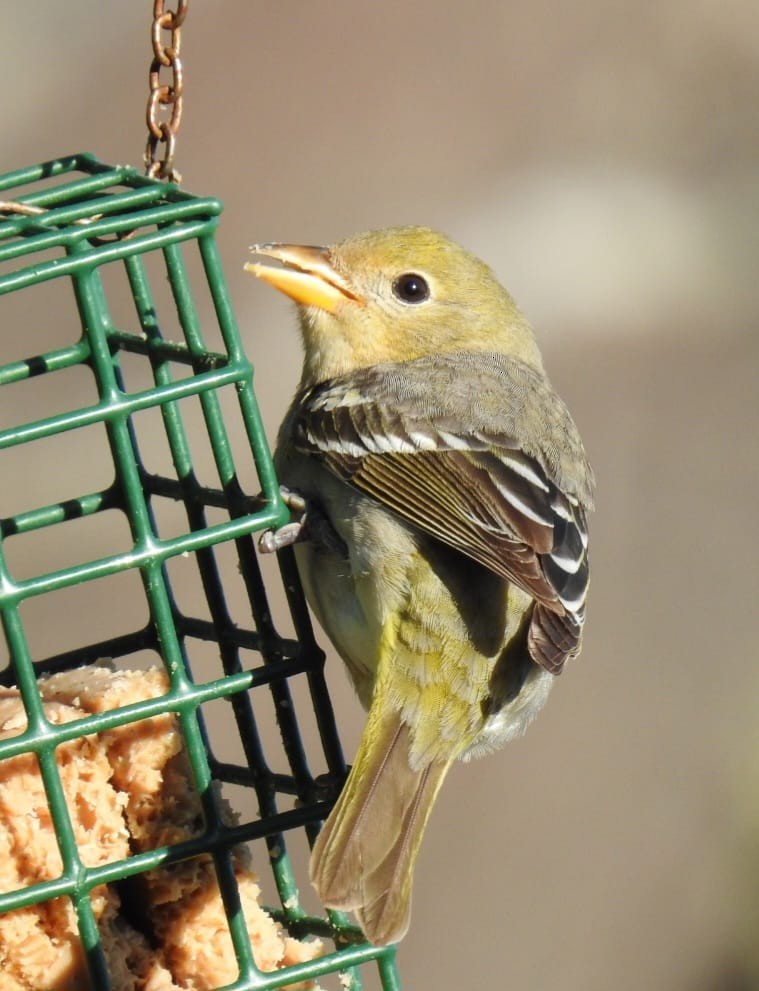 Western Tanager - ML567410721