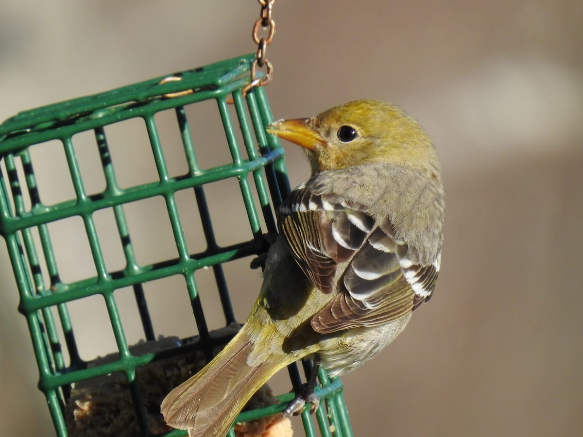 Western Tanager - ML567410731