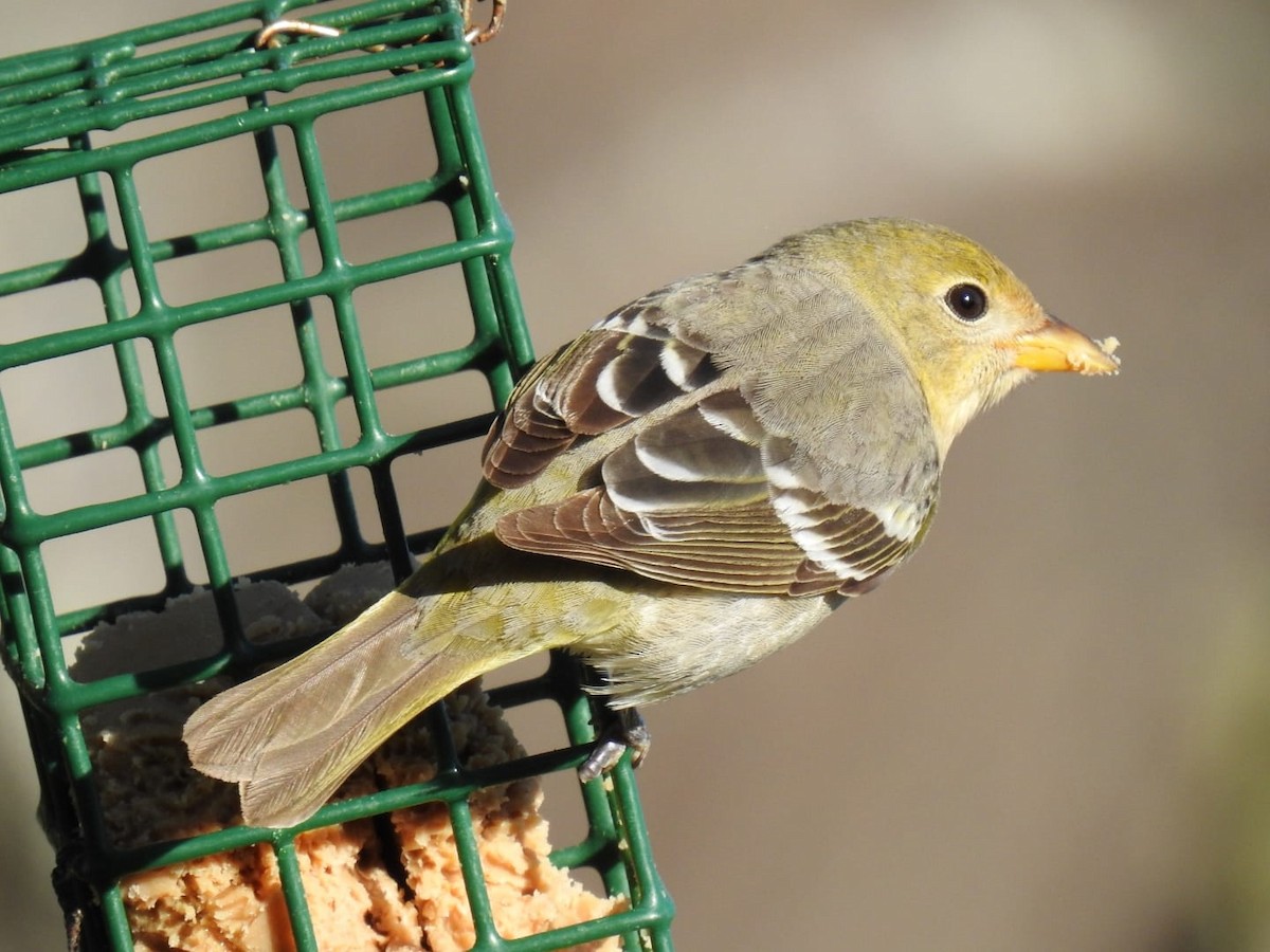 Western Tanager - ML567410741