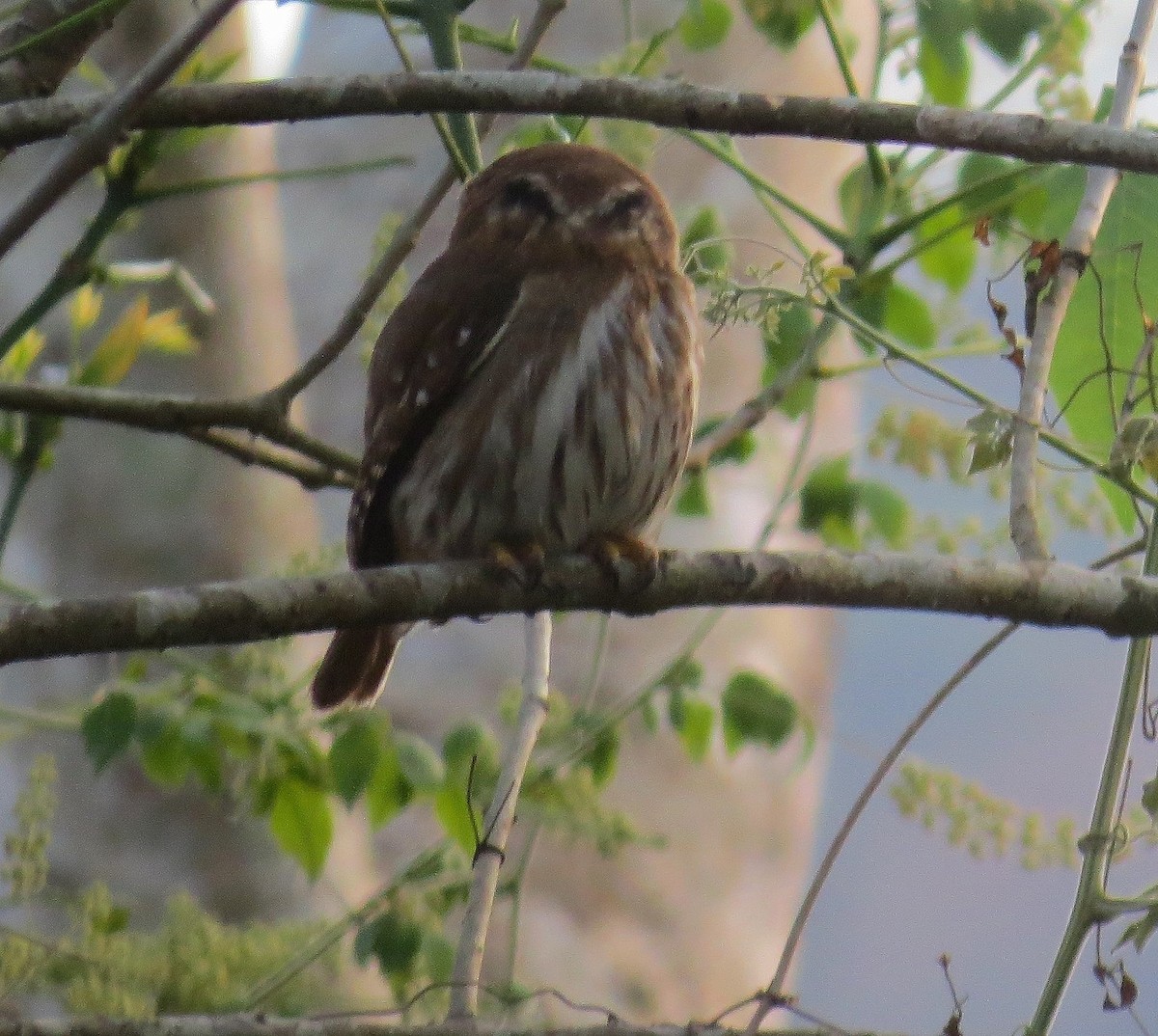 Ferruginous Pygmy-Owl - ML567416521