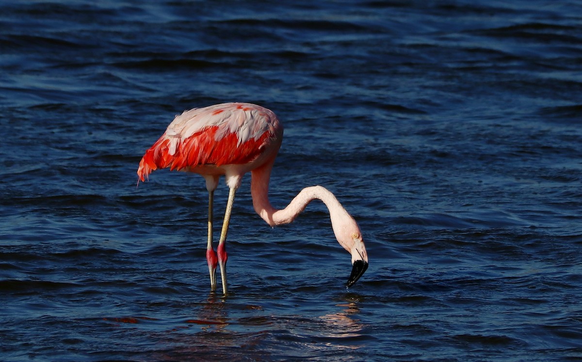Chilean Flamingo - ML567417871