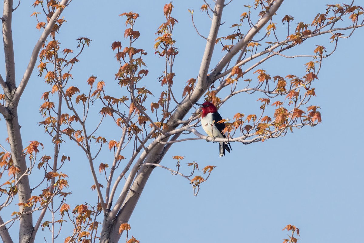 Red-headed Woodpecker - ML567418241