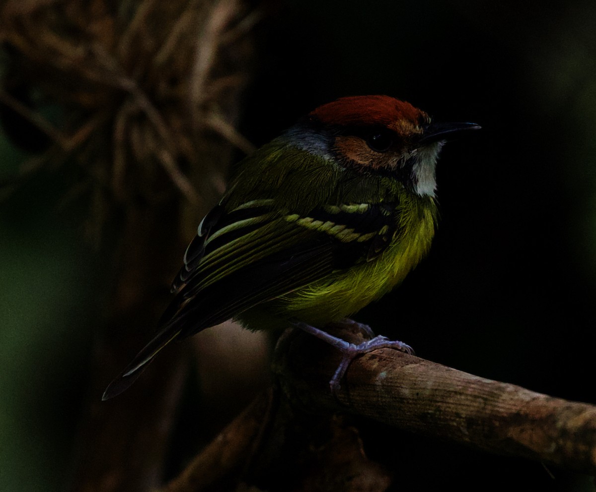 Rufous-crowned Tody-Flycatcher - David Ascanio