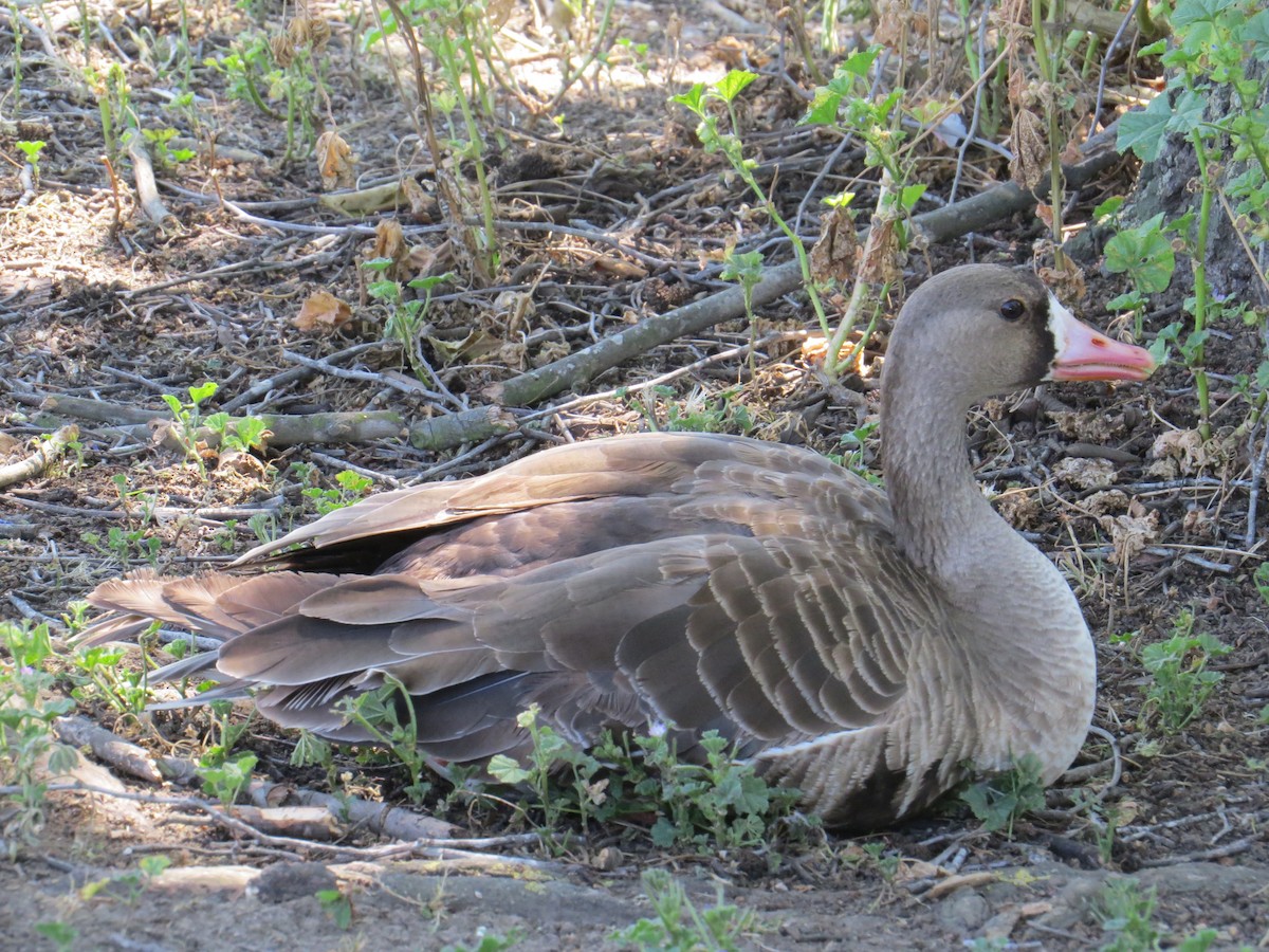 Greater White-fronted Goose (Western) - ML56742131