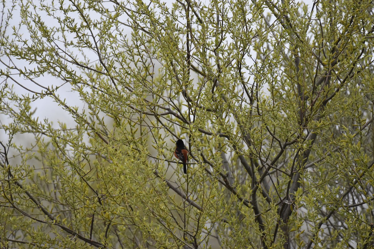 Orchard Oriole - ML567422051