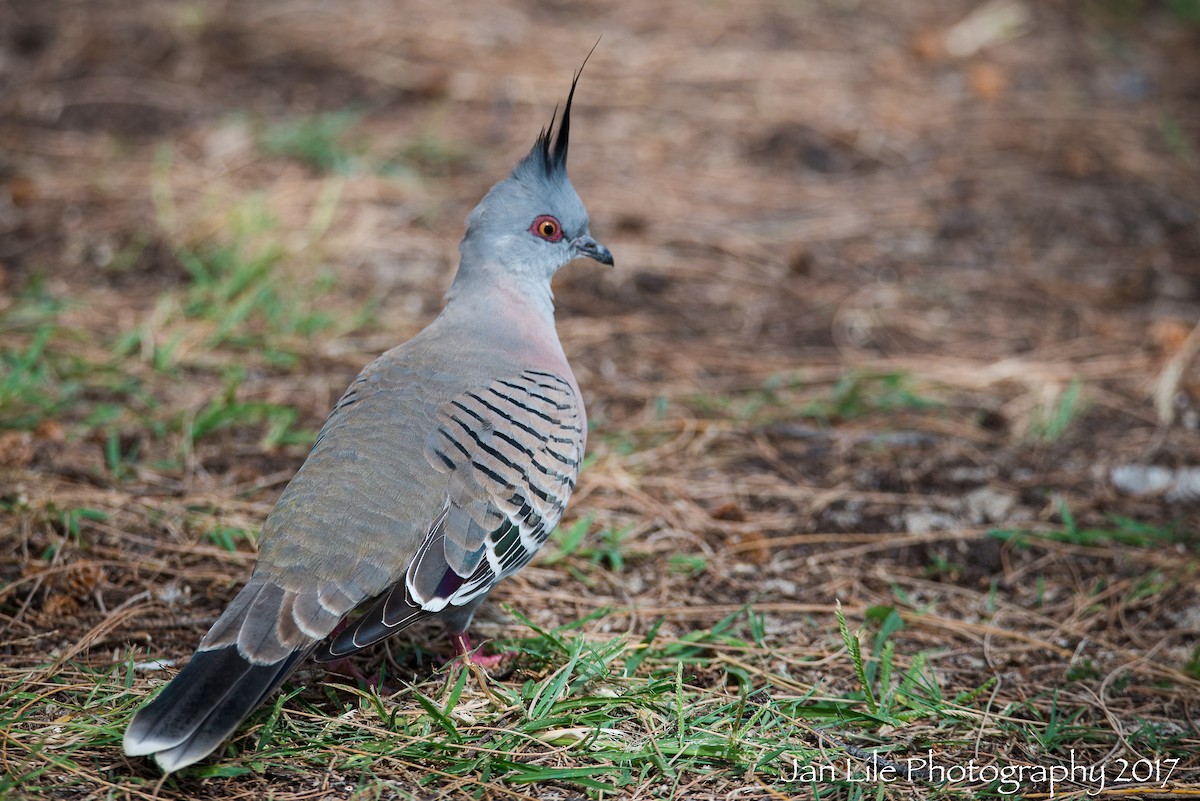 Crested Pigeon - ML56742411